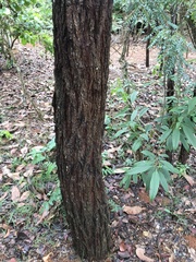 Dalbergia miscolobium