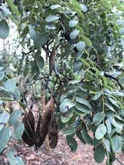 Dalbergia miscolobium