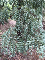 Dalbergia miscolobium