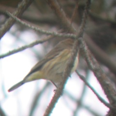 Setophaga coronata × palmarum