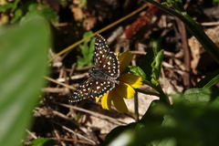 Burnsius crisia