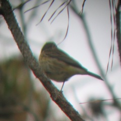 Setophaga coronata × palmarum