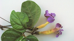 Amphilophium scabriusculum