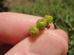 Ceanothus parvifolius
