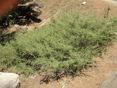 Ceanothus parvifolius