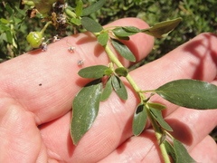 Ceanothus parvifolius
