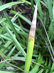 Colletotrichum liriopes