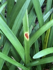Colletotrichum liriopes
