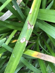 Colletotrichum liriopes