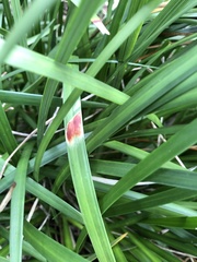 Colletotrichum liriopes