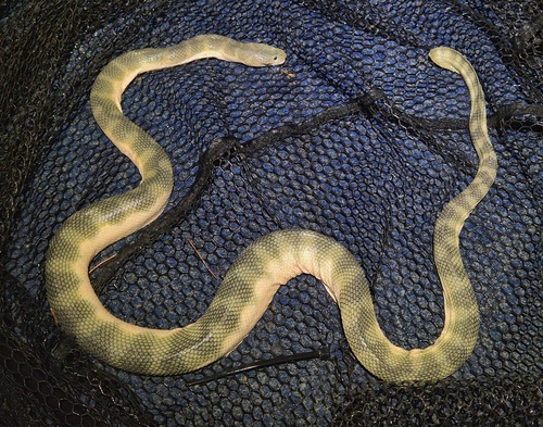 Australian Beaked Sea Snake