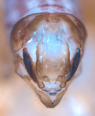 Philotarsus californicus