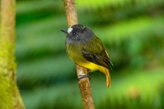 Ornate Flycatcher photo 2