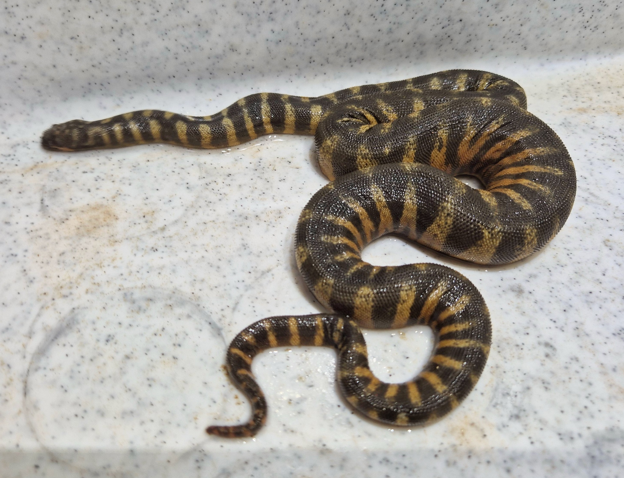 Acrochordus granulatus (Schneider, 1799)