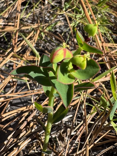 telephus spurge (Euphorbia telephioides)