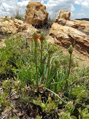 Aloe verecunda