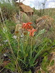 Aloe verecunda