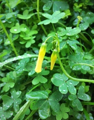 Oxalis pes-caprae