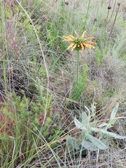 Leonotis ocymifolia schinzii