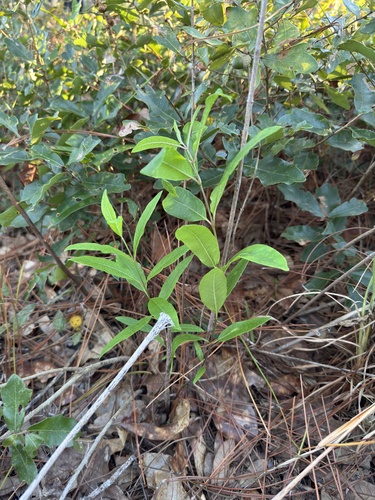 velvet-leaf milkweed (Asclepias tomentosa)