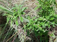 Leonotis ocymifolia schinzii