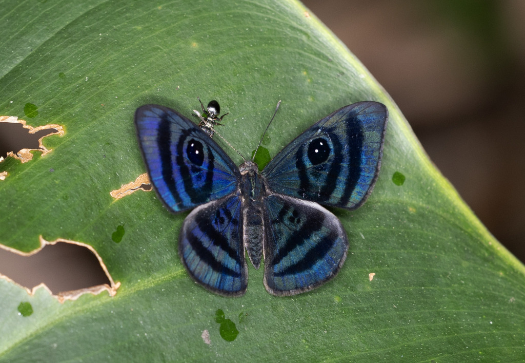 Mesosemia menoetes