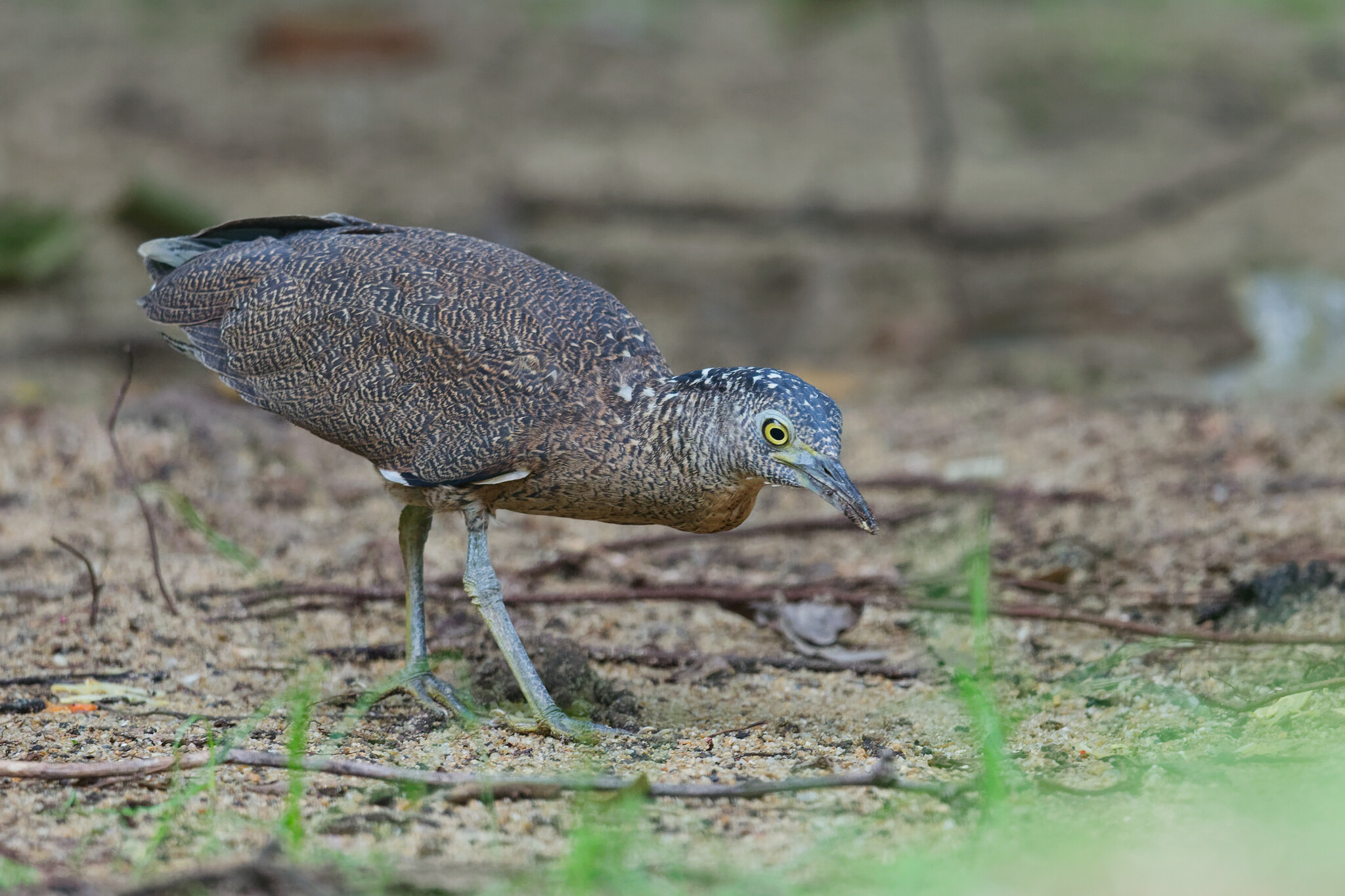 Malayan Night Heron