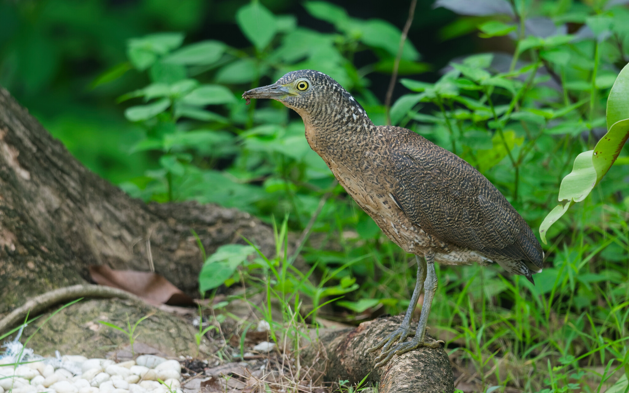 Malayan Night Heron