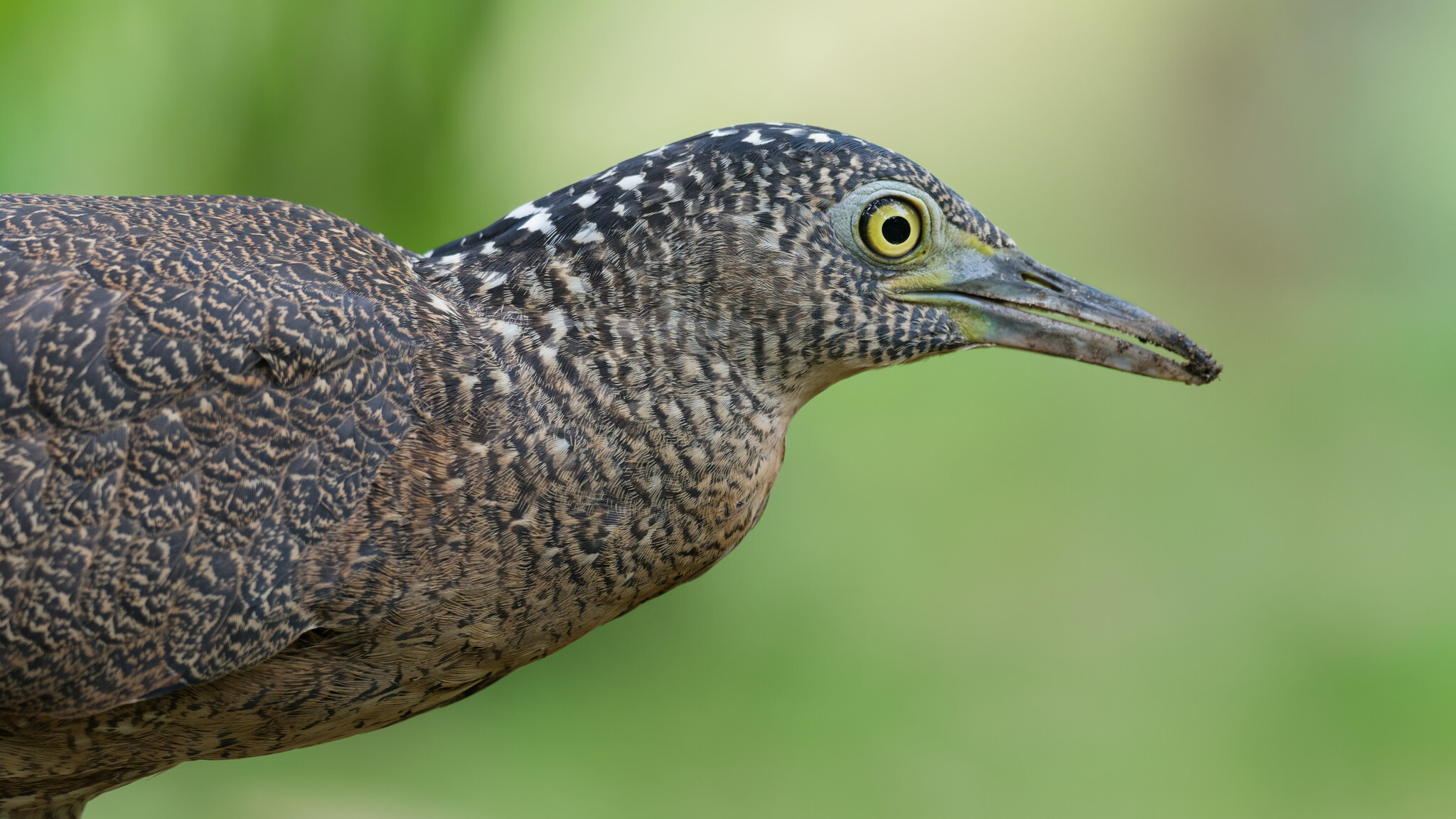 Malayan Night Heron
