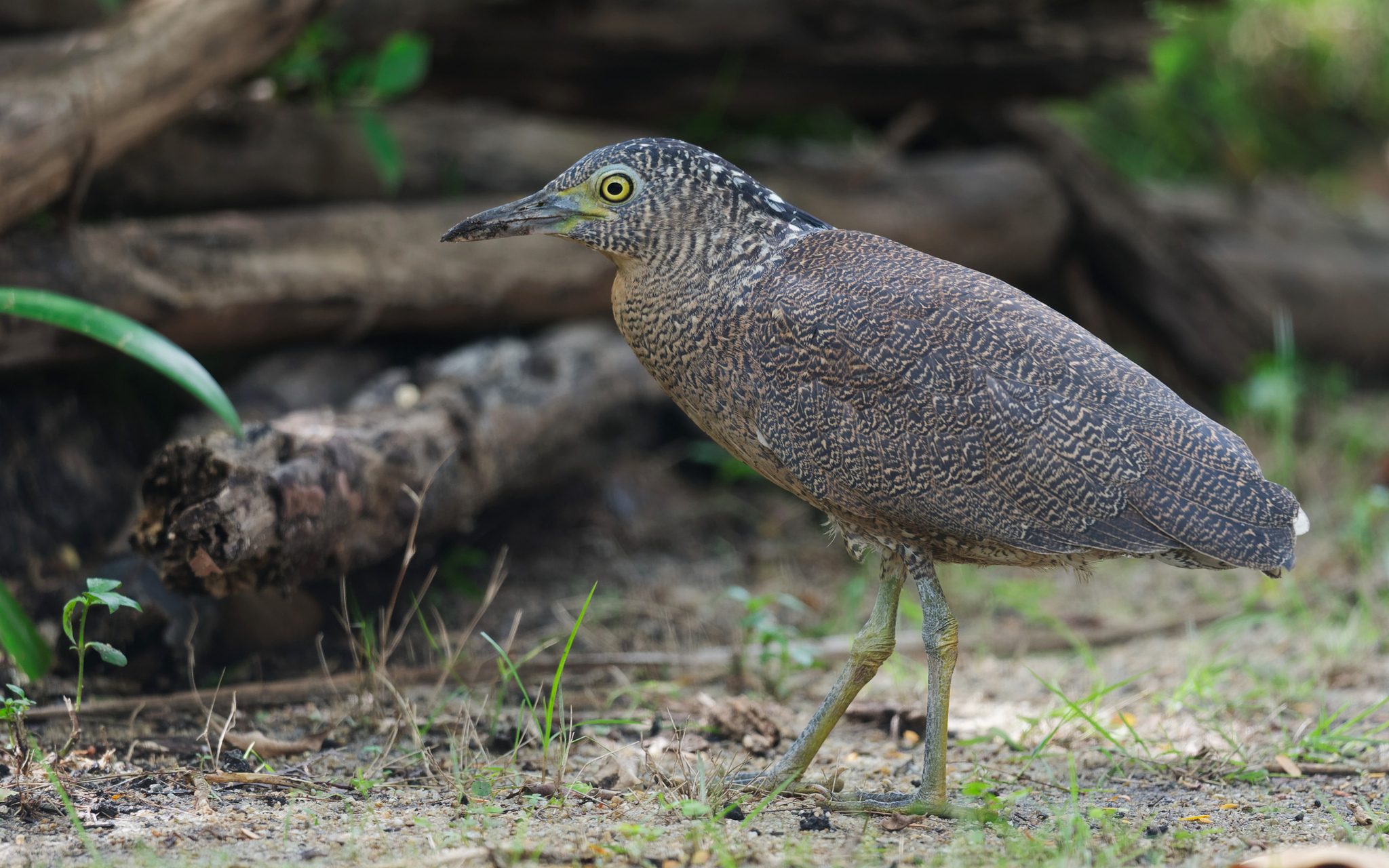 Malayan Night Heron
