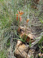 Aloe verecunda