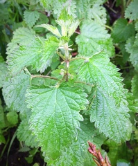 Urtica dioica