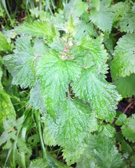 Urtica dioica