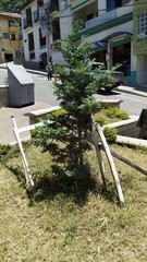 Juniperus procumbens