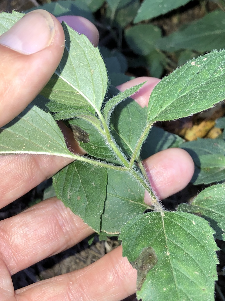 Beharry Mints Hairy Wood Mint from Ozark-St. Francis National Forests, Paris, AR, US ...