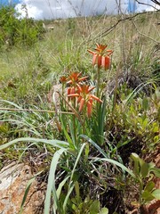 Aloe verecunda