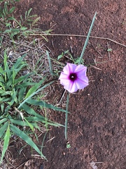 Ipomoea bolusiana