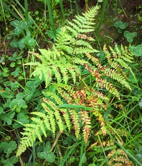 Pteridium aquilinum