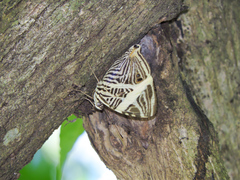 Colobura dirce dirce