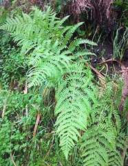 Pteridium aquilinum