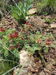 Indigofera oxytropis