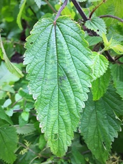 Urtica dioica