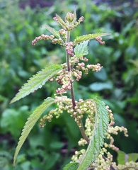 Urtica dioica