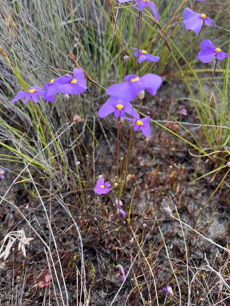Utricularia inaequalis