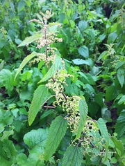 Urtica dioica