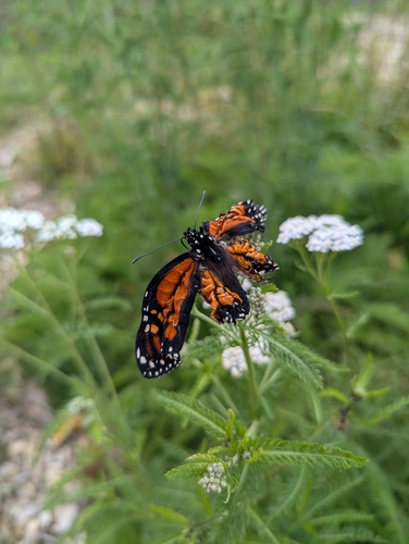 Monarch photographed in Connecticut