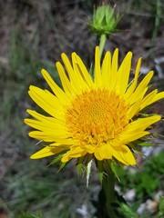 Berkheya seminivea