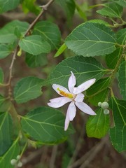 Grewia occidentalis