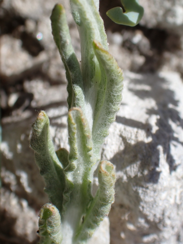 Pseudognaphalium luteoalbum