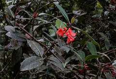 Rhododendron crassifolium